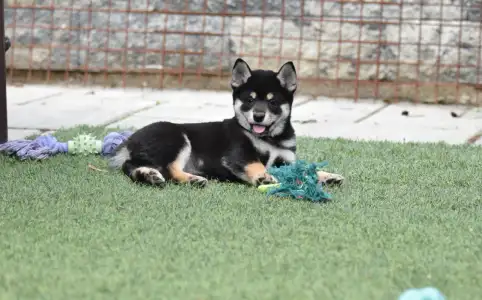 Shiba - Bravados Yasushi