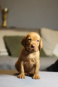 Hungarian Short-haired Vizsla - Land Rover