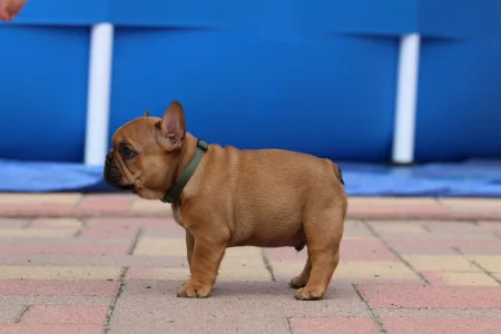 Francia bulldog - Ultron
