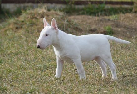 Miniature Bull Terrier - Sunset On The Prairie Dybala