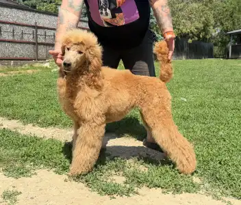 Poodle Standard - Jet’aime Charm