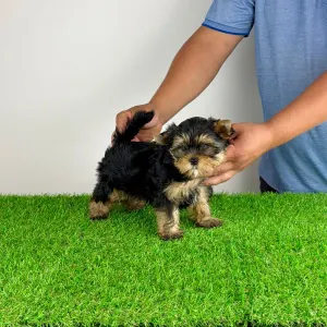Yorkshire Terrier - Alpur