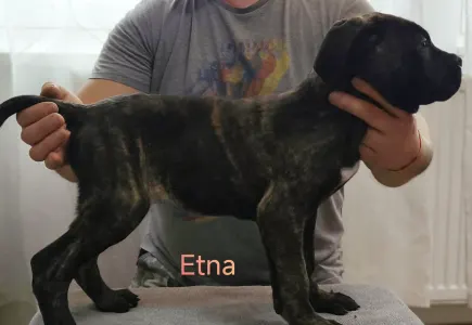 Cane Corso Italiano - Forza Di Diavolo Etna