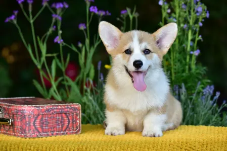 Welsh Corgi Pembroke - Gingers Heritage Prince Aviator