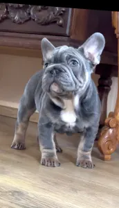 French Bulldog - Steel Wing Bullz Orion