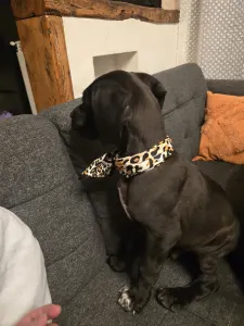 Deutsche Dogge - Puff