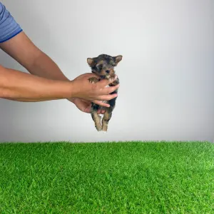Yorkshire Terrier - Boxy