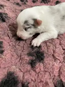 Border Collie - Mon Chery/slate Merle Szuka