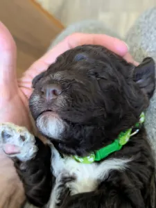 Lagotto romagnolo - Ürömi Szarvasgombász Jàgó