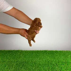 Poodle Toy - Xixo