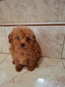 Maltipoo - Maltipoo Toy M