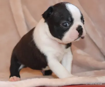 Boston Terrier - Duke On Hold