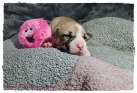 American Staffordshire Terrier - Grace Of Sweet Gangland