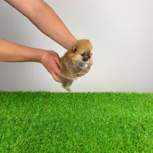 German Pomeranian Spitz - Tomtom