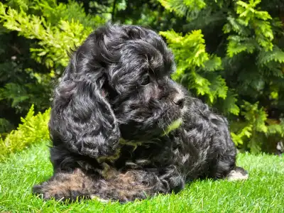 Cavapoo - Fonsi