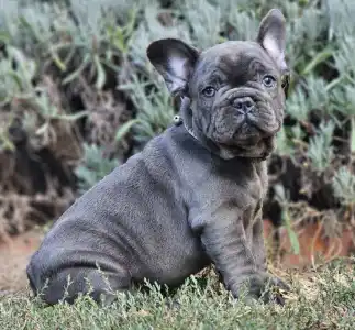 French Bulldog - Sympathy 