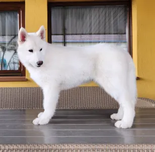 Siberian Husky - Ametiszt Of Polar Moonlights