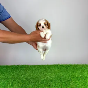 Cavalier King Charles spániel - Medea