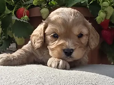 Cavapoo - Bobek