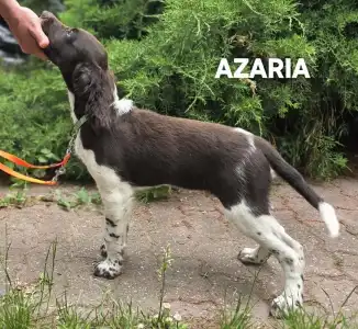 Malý münsterlandský ohař - Azaria