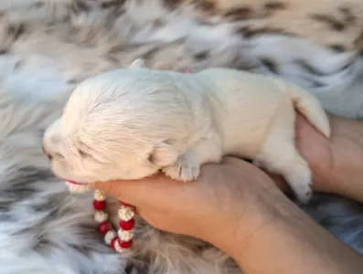 West Highland White Terrier - Bella