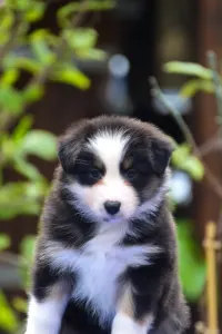 Австралийская овчарка - Winstead Paragon Lady