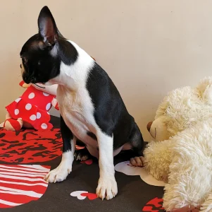 Boston Terrier - Wide Wings Black