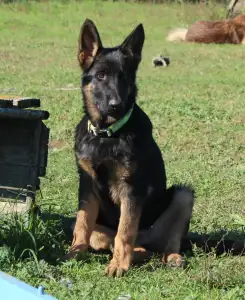 Deutsche Schäferhunde - Vaják