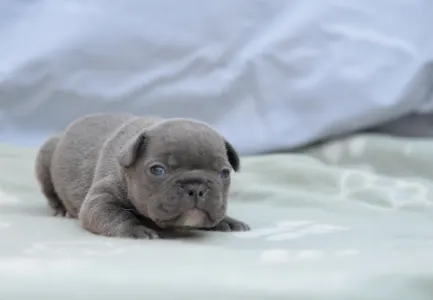 French Bulldog - Magnus