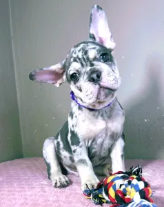 French Bulldog - Greg
