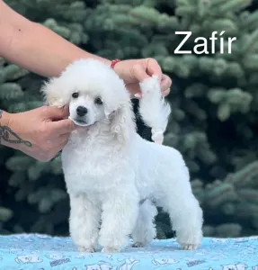 Törpe uszkár - Disney Dream Zafir