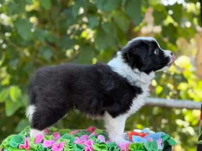 Border Collie - Legacy Live Forever Pieces Of A Dream