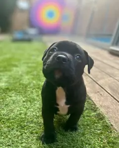 l'American Bully - Standard - Buffy