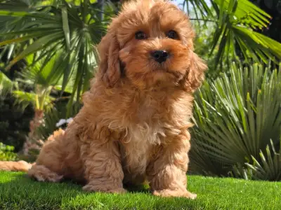 Cavapoo - Mendosa