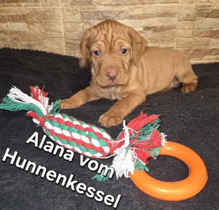 Hungarian Wire-haired Vizsla - Alana Vom Hunnenkessel