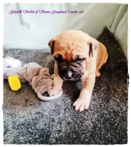 Amerikai staffordshire terrier - Gelatelli Sorbet