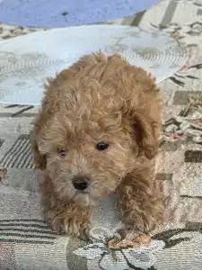 Pudel miniaturowy - Nala