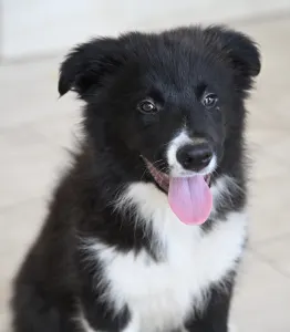 Border Collie - Cool Dark Design