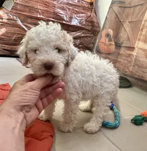 Lagotto Romagnolo - Sally Scull