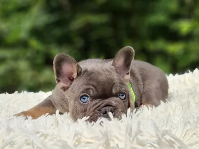 Französische Bulldogge - Bingó