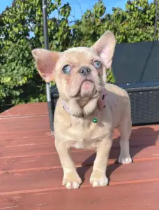 French Bulldog - Georgina