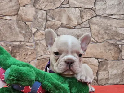 Bulldog francez - Daniel