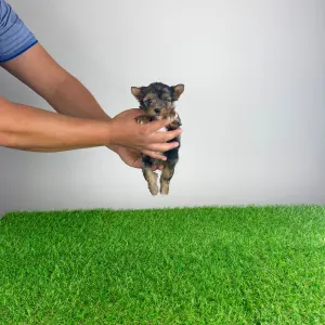 Yorkshire Terrier - Boxy