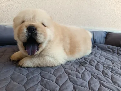 Chow Chow - La Casa De Chow Gusto