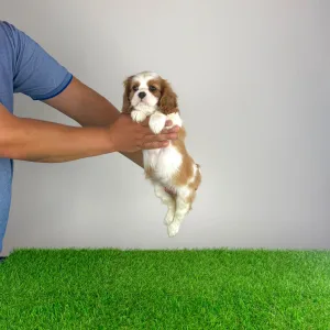 Cavalier King Charles Spaniel - Occia
