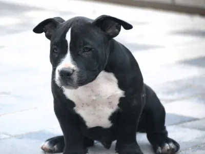 l'American Bully - Pocket - Bagira