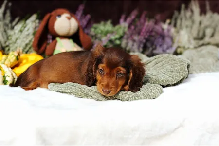 Jamnik - Sólyomvári Koda