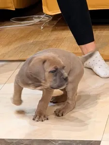 Chien de cour italien - Tamara