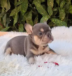 French Bulldog - Dottie