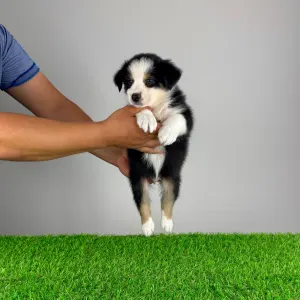 Australian Shepherd - Veron